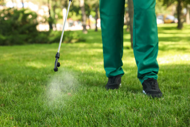 Best Termite Control Services  in Sandstone, MN